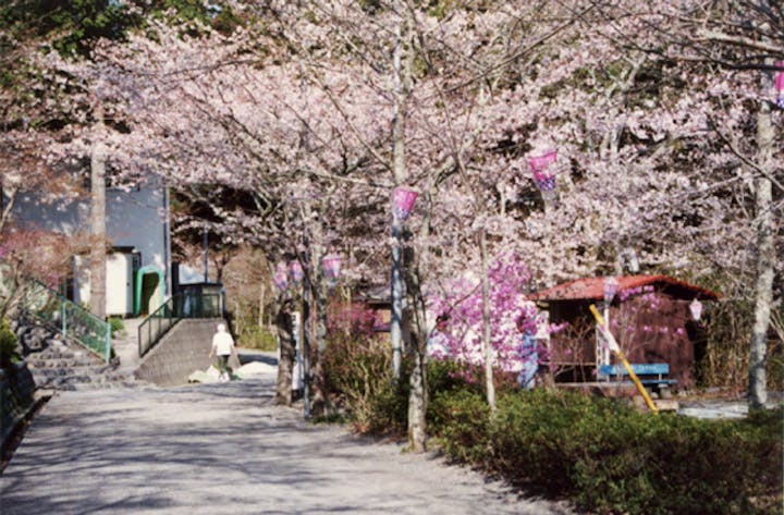 法多山尊永寺の桜