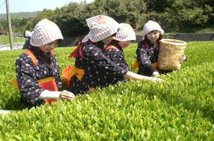 香りの丘茶ピア