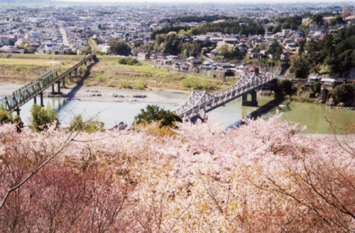 鳥羽山公園の桜