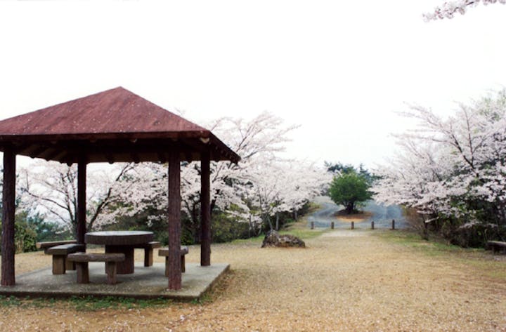 太平洋富士見平の桜