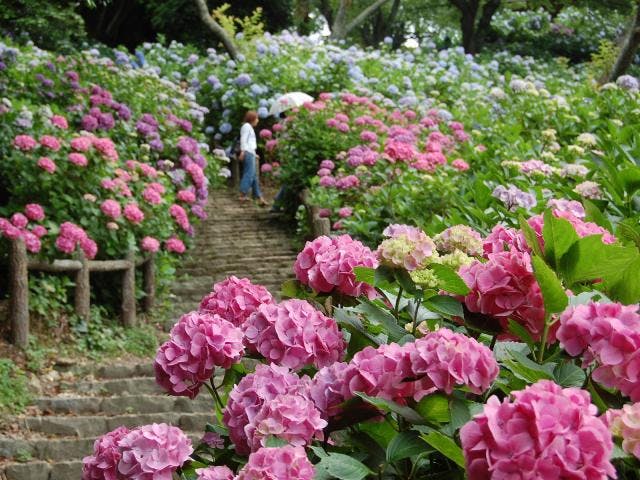 あじさい祭（静岡県下田市）