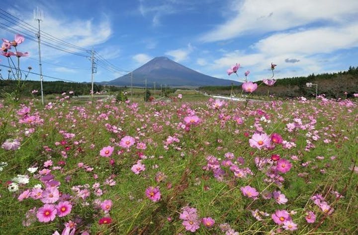※中止※　富士山すそのパノラマロード・コスモスまつり