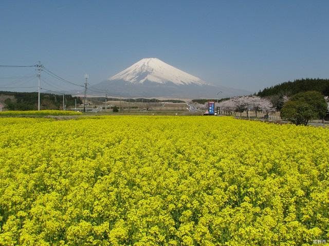 ※中止※　第9回富士山すそのパノラマロード菜の花＆桜まつり
