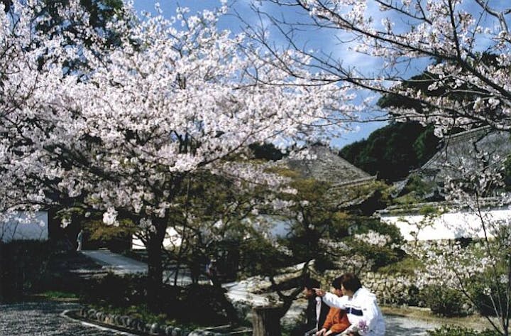 本興寺の桜