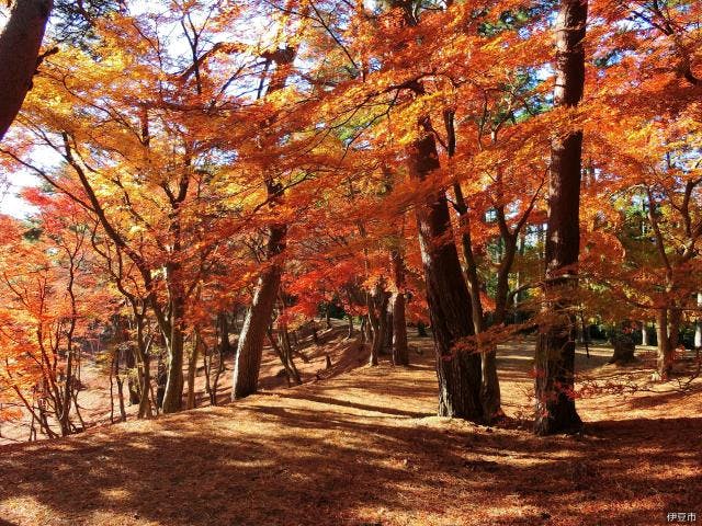 修善寺もみじ散策