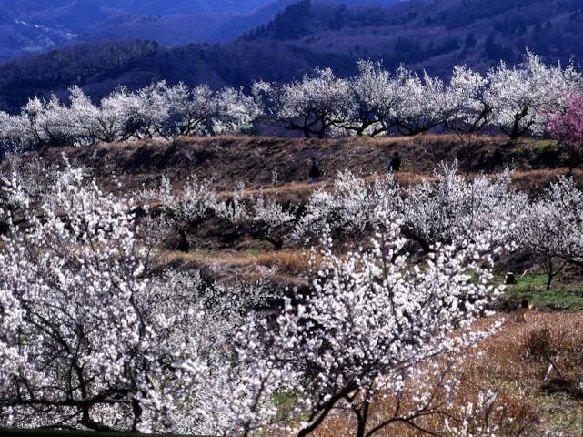 【2021年開催中止】梅まつり（伊豆月ヶ瀬梅林）