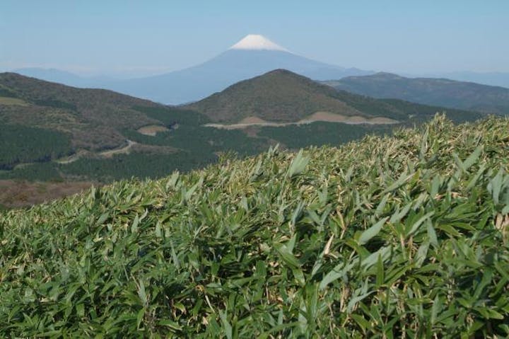 伊豆山稜線歩道
