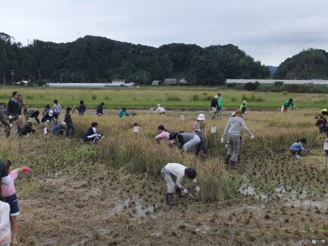 田んぼアート菊川　収穫祭