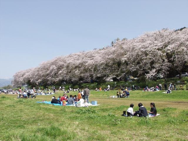 狩野川さくら公園