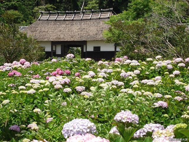 大鐘家　あじさい祭