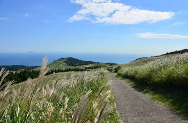 稲取細野高原秋のすすきイベント