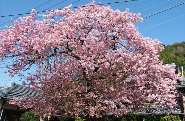 河津桜