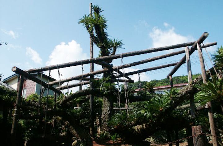 新町の大ソテツ