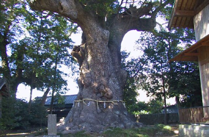 来宮神社の大クス