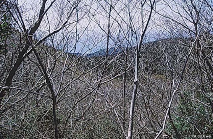 長者ヶ原山つつじ公園