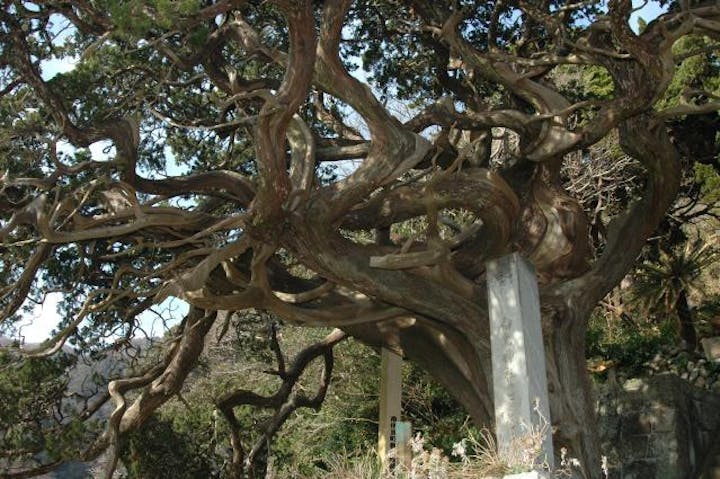 白鳥神社のビャクシン