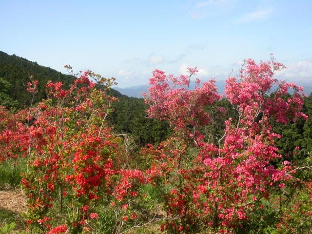 長者ヶ原山ツツジ公園