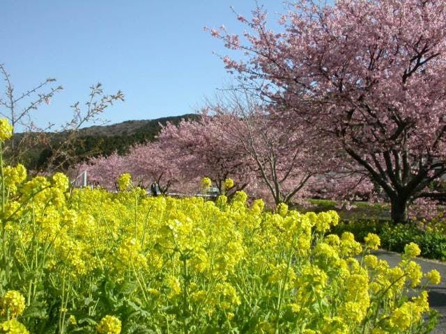 みなみの桜と菜の花まつり