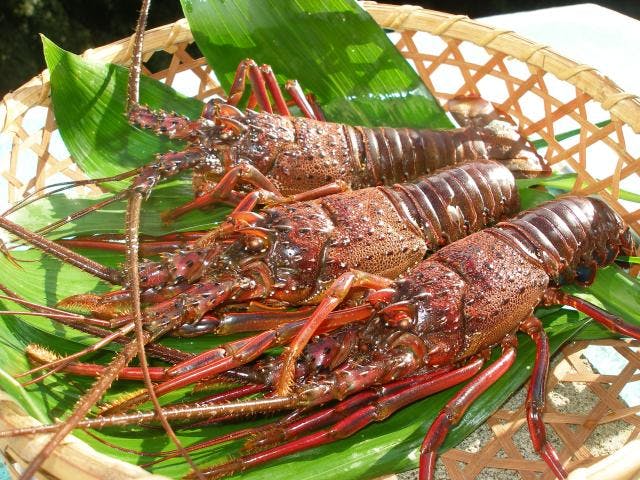 伊勢海老づくしの特別な日