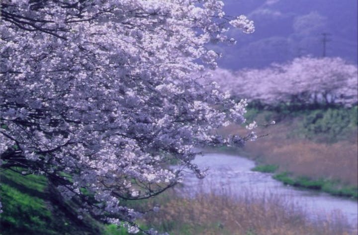 那賀川の桜