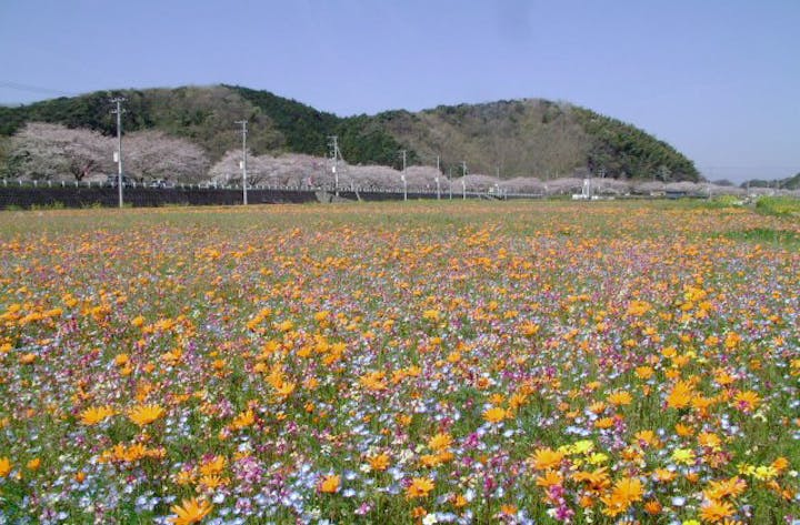 田んぼをつかった花畑