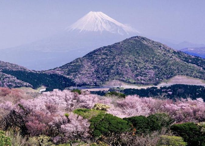 西天城高原のマメザクラ