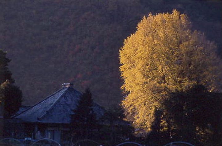 永明寺のイチョウ