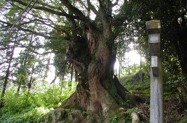 春日神社の大クス