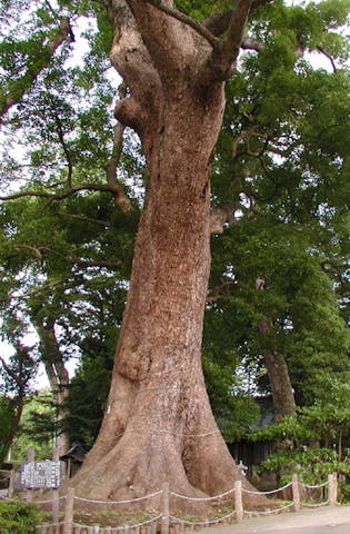 天地神社のクス