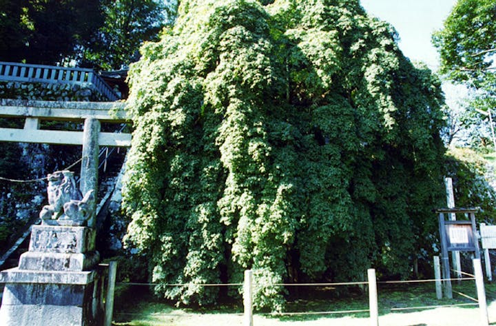 青埴神社のシダレイロハカエデ