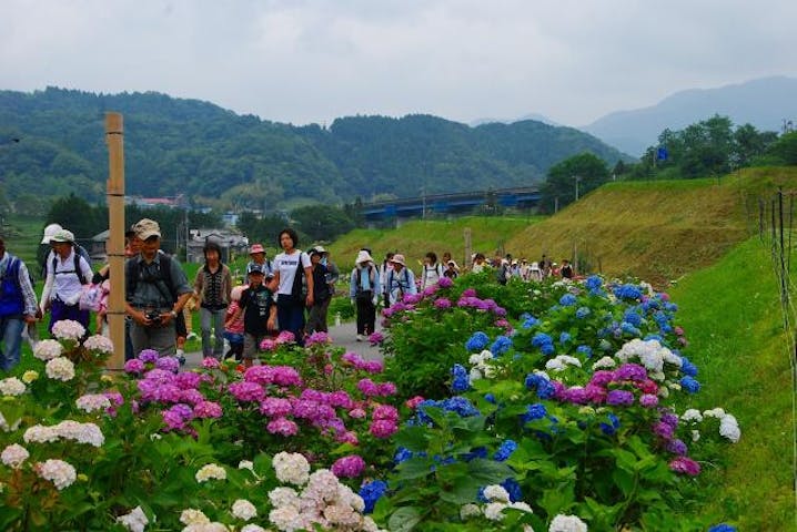 【中止】金太郎産湯の郷・湯船あじさいまつり