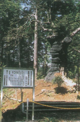 西山本門寺の大ヒイラギ