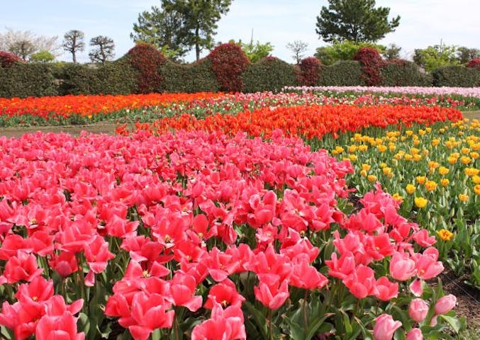 チューリップまつり  2021 in よしだ