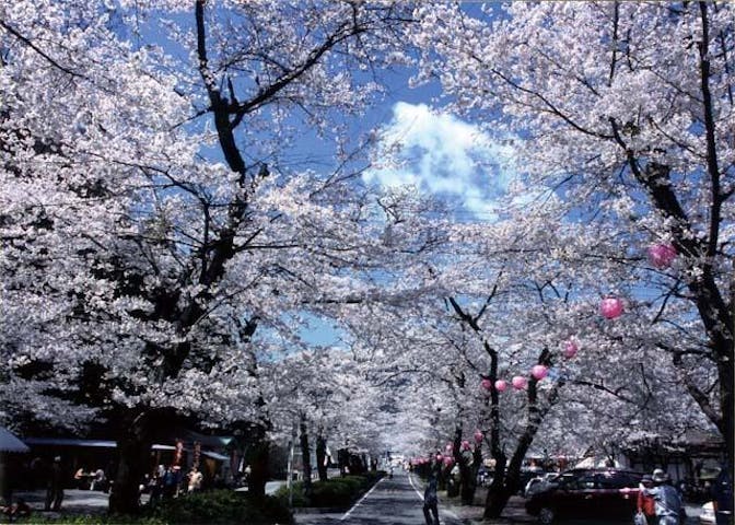 桜トンネル