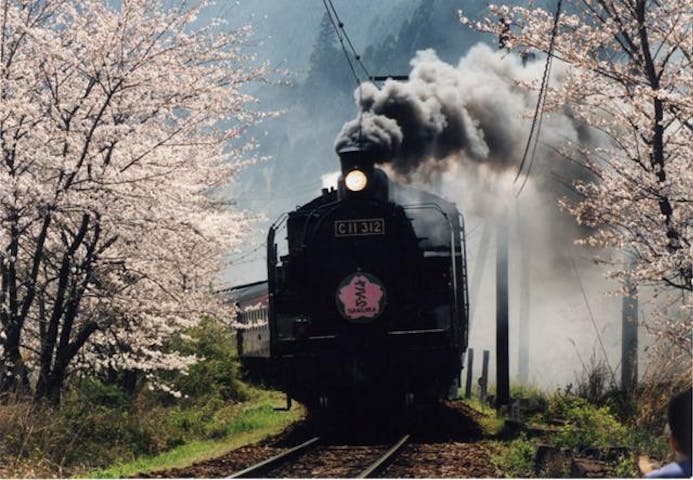 【2021年開催中止】かわね桜まつり