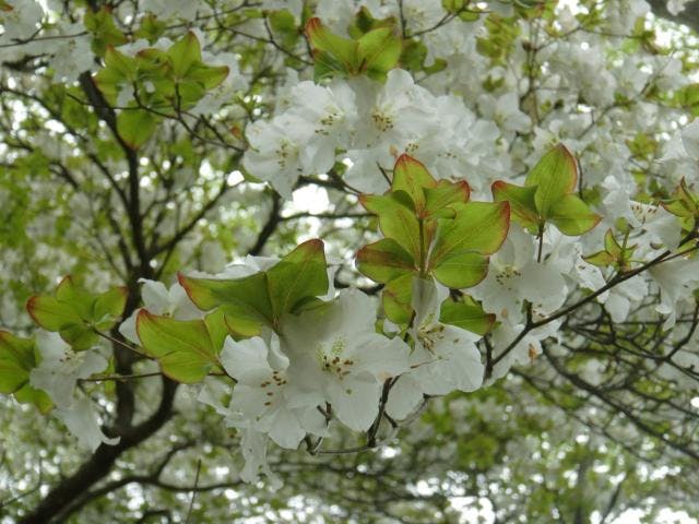 蕎麦粒山のシロヤシオ