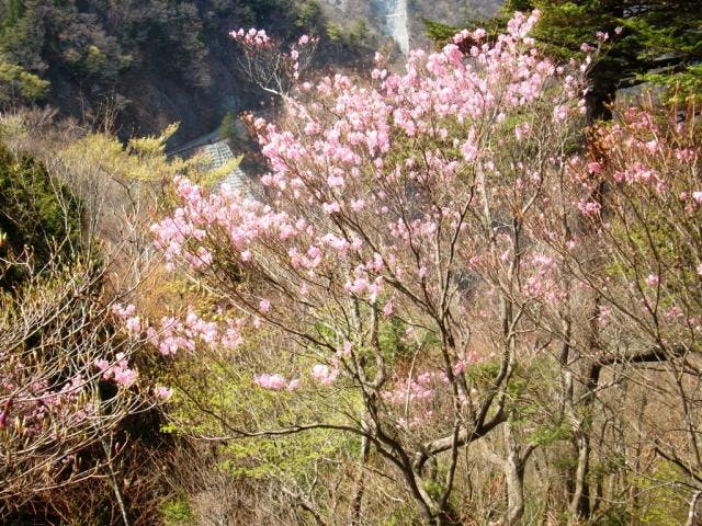 大札山のアカヤシオ