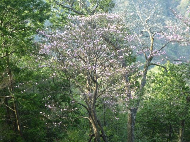 外森山ハイキングコース
