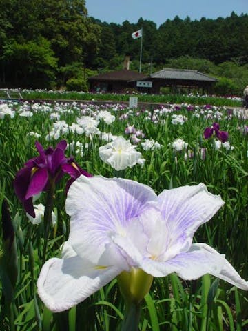 小國神社花菖蒲園
