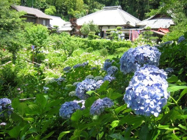 極楽寺のあじさい