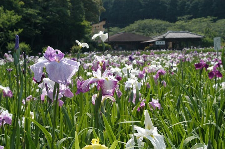 花菖蒲まつり（静岡県森町）