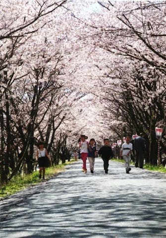向天方桜まつり