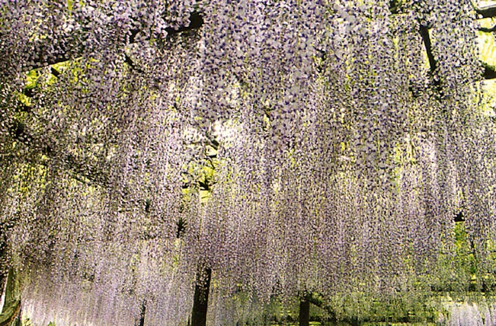 熊野の長フジ（行興寺）