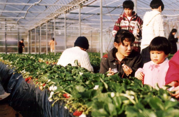 大倉戸観光農園