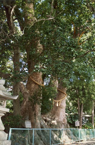 細江神社の楠