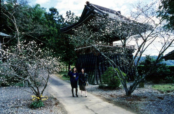 大福寺の半歳桜
