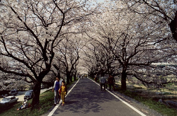 山崎川堤の桜