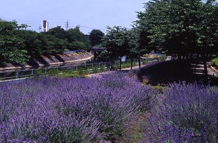 荒子川公園ガーデンプラザのラベンダー アソビュー