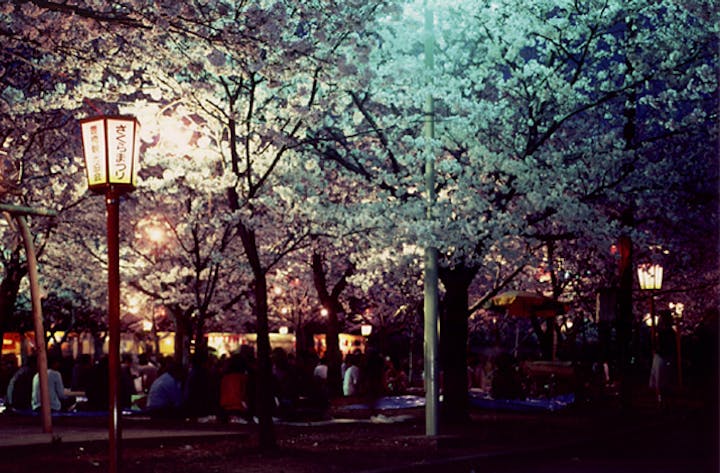向山緑地公園の桜