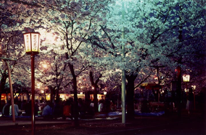 【開催中止】さくらまつり